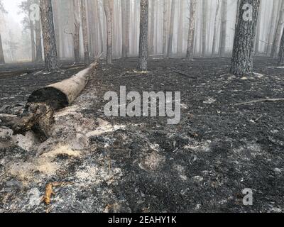 Torfböden sind in Flammen. Waldbrand und seine Folgen Stockfoto