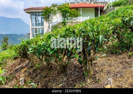 Teebuchsen, Teebaum Nahaufnahme auf dem Hintergrund einer Teeplantage Stockfoto
