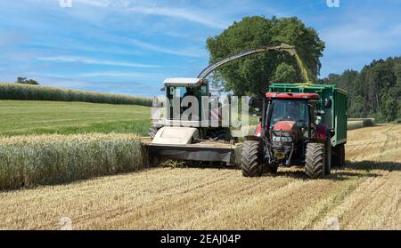 Feldhäcksler erntet Getreidepflanzen für Biogas auf einem Feld Stockfoto