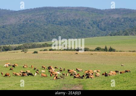 Milchkühe grasen auf grünen Weiden Stockfoto