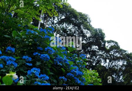 Hortensien und Herbstlaub in Japan Stockfoto