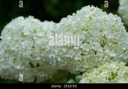 Japanische weiße Hortensien aus nächster Nähe Stockfoto