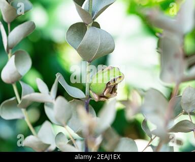 Ein Baumfrosch auf einem Eukalyptusblatt Stockfoto