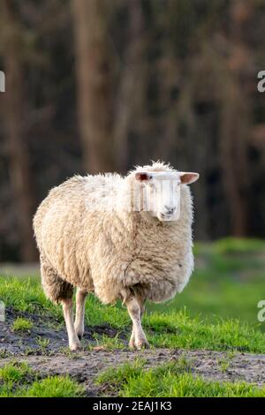 Ein weißes Schaf geht ruhig einen Hügel hinauf. Das Mutterschaf von der Seite gesehen. Selektiver Fokus, Bäume im Hintergrund Stockfoto