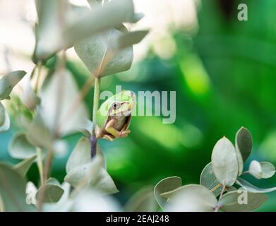 Ein Baumfrosch auf einem Eukalyptusblatt Stockfoto