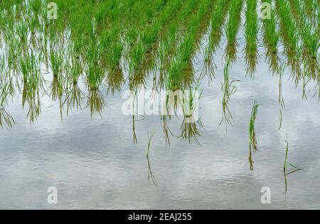 Ein Reisfeld, das durch Apfelschnecken beschädigt wurde Stockfoto