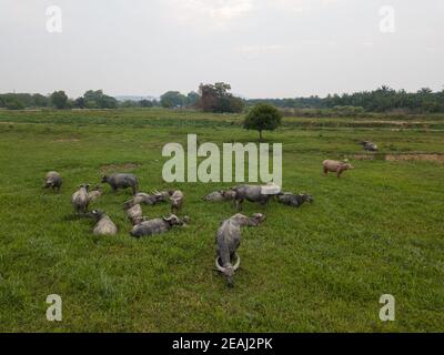 Büffel grasen im Feld Stockfoto