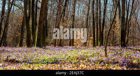 Waldlichtung blüht im Krokus. Wunderschöne Naturkulisse im Frühling. Blattlose Bäume an einem sonnigen Tag Stockfoto