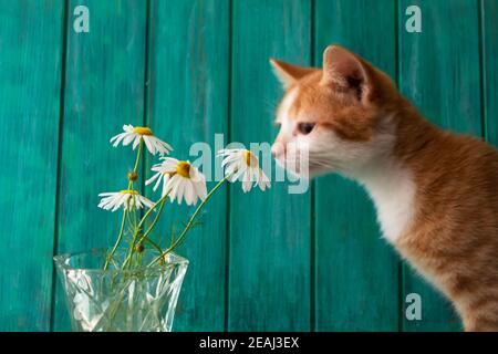 Niedliche rote Kätzchen schnüffeln weißen wilden Gänseblümchen oder Kamillenblumen Stockfoto