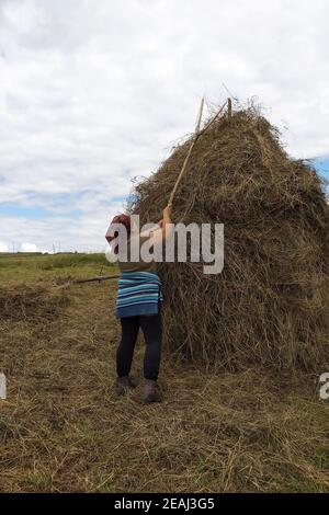 Eine junge Frau wirft Heu auf eine Holzstütze mit einem Handwerkzeug für die weitere Trocknung auf dem Feld, die Saison haymaking,2021 Stockfoto