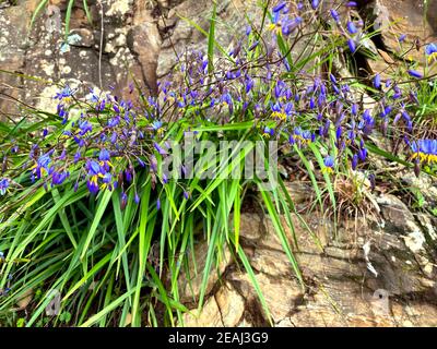 Blaue Flachslilienblüten, die aus Felsen wachsen Stockfoto