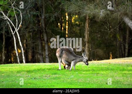 Ein Känguru und ihr Joey auf Gras Stockfoto