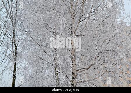 Der frostige Wintermorgen im Wald, der mit dem Reim verputzt ist, der russische Winter mit dem Birkenzweig Stockfoto