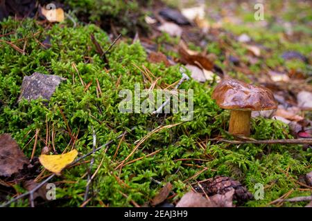 Kleine essbare Pilz xerocomus badius im Wald auf dem Moos Stockfoto
