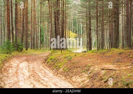 Magische kalte Herbst wilden Waldstraße in Weißrussland. Stockfoto