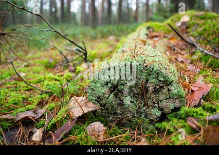 Wilder Wald gefallener Baum im Wald. Der Baumstamm ist mit blaugrünem Moos bedeckt. Stockfoto