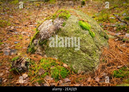 Großer Stein mit Moos im nebligen Herbstwald Stockfoto