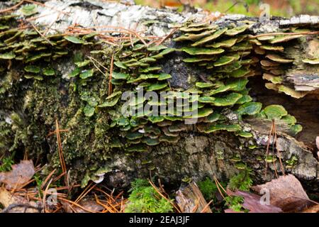 Lenzites betulina trametes betulina bekannt als gefräste Polypore, Birke mazegill oder grüne Kiemen Polypore, Pilz mit medizinischen Eigenschaften aus Weißrussland Stockfoto