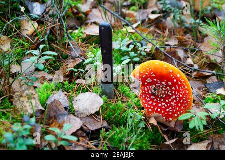 Nahaufnahme einer Amanita muscaria oder Fliege agaric, Fliege amanita mit Knif im Herbstwald. Stockfoto