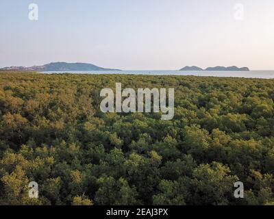 Luftaufnahme Mangrovenwald bei Sungai Semilang, Pulau Pinang. Zurück ist die Insel Stockfoto