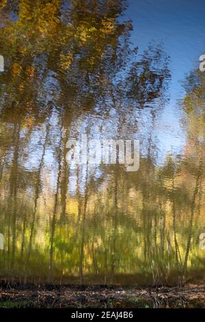 Herbstwald spiegelt sich im plätschernden See. Stockfoto