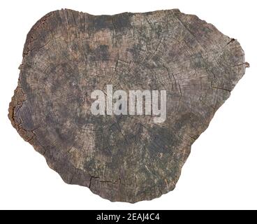 Gesägter Stamm mit Holztextur auf weißem Grund. Stockfoto