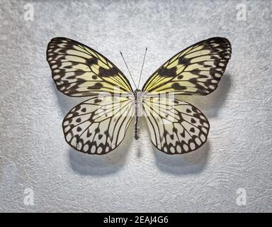 Tropischer Schmetterling Idee weiß Idee leuconoe lat. Stockfoto