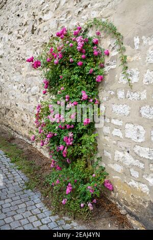 Rosa Wanderrose klettert eine Wand Stockfoto