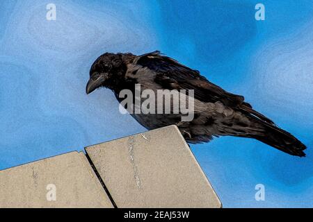 krähe mit kapuze, Corvus Corone Cornix L. Stockfoto