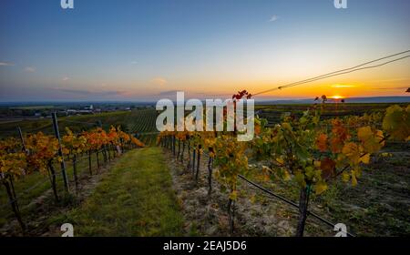 Weinberg bei Unterretzbach im Weinviertel, Oberösterreich Stockfoto