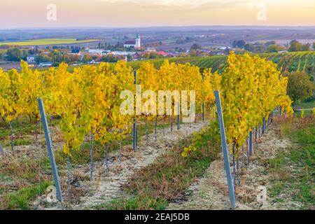 Weinberg bei Unterretzbach im Weinviertel, Oberösterreich Stockfoto
