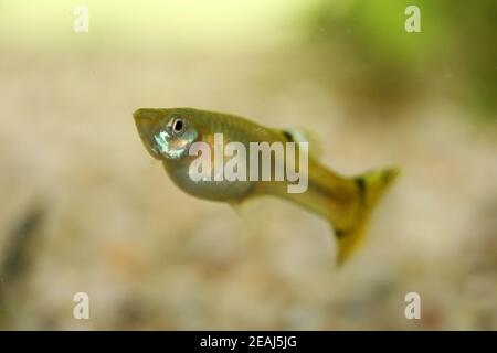 Guppy (Poecilia reticulata) Stockfoto