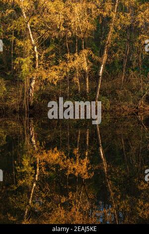 Herbst Farben Stockfoto