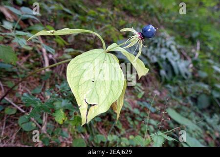 Kräuter-paris oder echter Liebhaberknoten (Paris quadrifolia) mit Früchten - Wanderung auf dem Klamm-Weg Passeiertal zwischen Moos und St. Leonhard Stockfoto