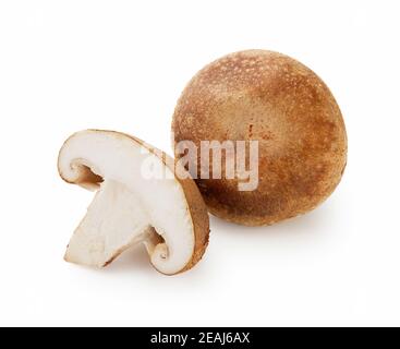 Shiitake Pilz auf dem weißen Hintergrund Stockfoto