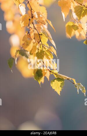 Schöne gelbe Herbstbirkenblätter Stockfoto