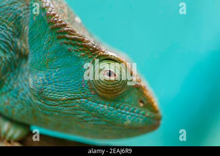 Parson's Chamäleon, Madagaskar Wildlife Stockfoto