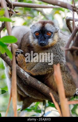 Gemeinsame braun Lemur oben im Baum Stockfoto