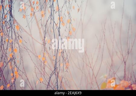 Schöne gelbe Herbstbirkenblätter Stockfoto