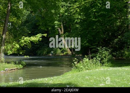 Graugänse im Englischen Garten von München Stockfoto