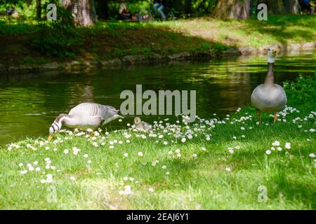 Graugänse im Englischen Garten von München Stockfoto