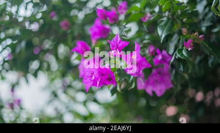 Lila Blumen aus einem Baum mit verschwommenen Blättern als Hintergrund Stockfoto