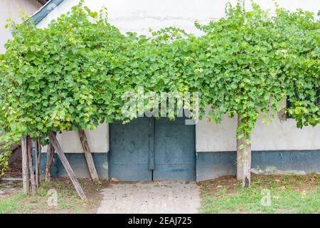 Weinstraße in Hajos, Kalocsa County, Südliche Tiefebene, Ungarn Stockfoto