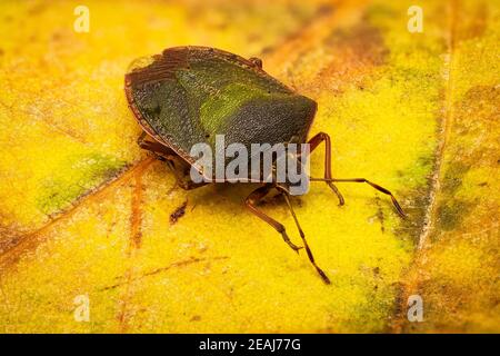 Grünes Schild Bug Stockfoto