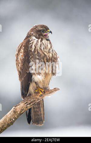 Gemeiner Bussard kreischend auf Zweig im Winter Natur Stockfoto