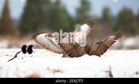 Zwei gewöhnliche Bussarde kämpfen im Winter auf verschneiten Böden Stockfoto