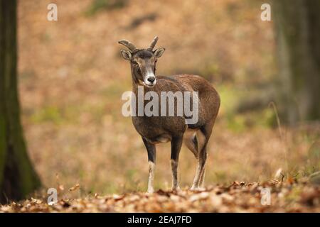 Alte Mufflons Mutterschafe steht auf orangefarbenem Laub im Wald Herbstnatur Stockfoto