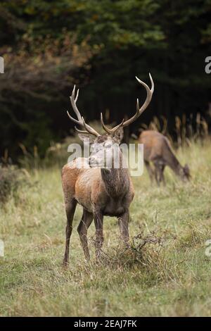 Majestätische Rothirsche stehen auf dem Feld im Herbst Natur. Stockfoto