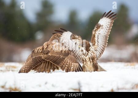 Zwei gemeinsame Bussarde im Winter auf Schnee Stockfoto