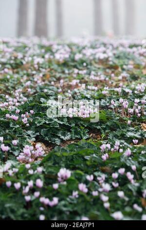 Cyclamen hederifolium auf dem Waldboden bei RHS Wisley. Stockfoto